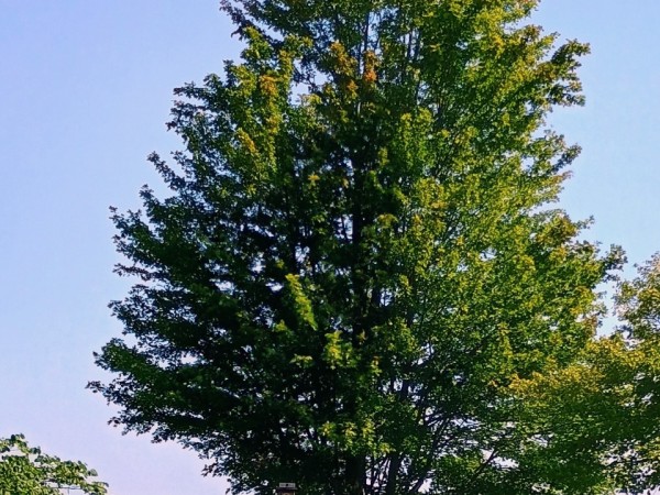 A green maple tree turning colors toward the top, vertical photo, blue sky