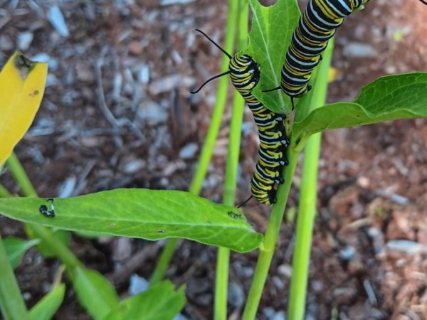 Two yellow and black monarch caterpillars on milkweed in a vertical photo, photographed from above