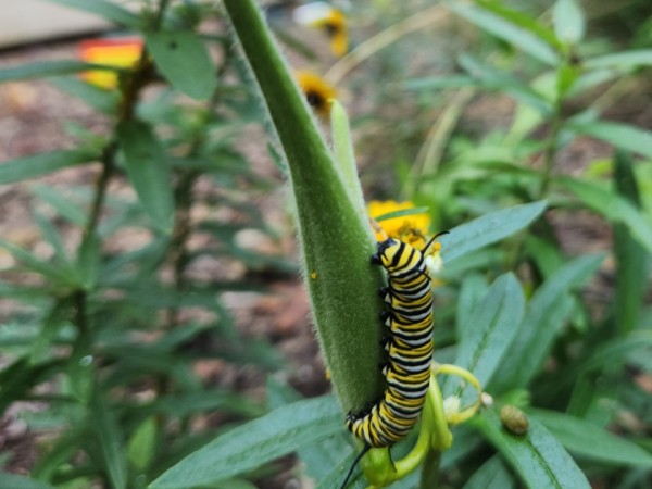 A monarch caterpillar in a vertical photo