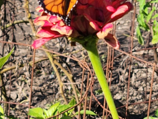 A monarch butterfly on a pink flower with a mostly brown background, vertical photo