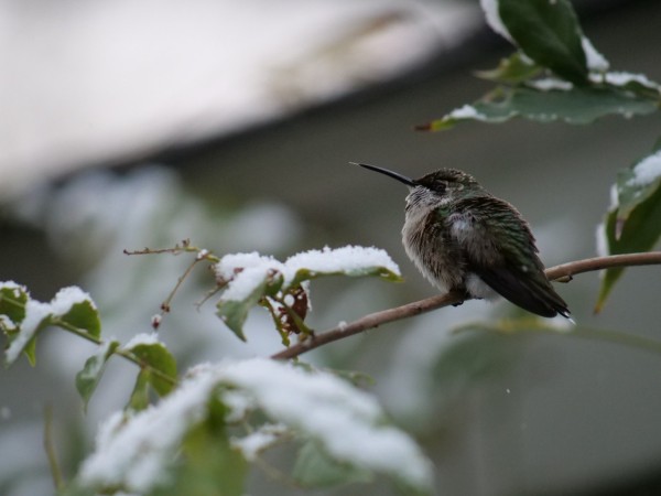 A hummingbird on a twig, surrounded by leaves covered in snow. From November 2023