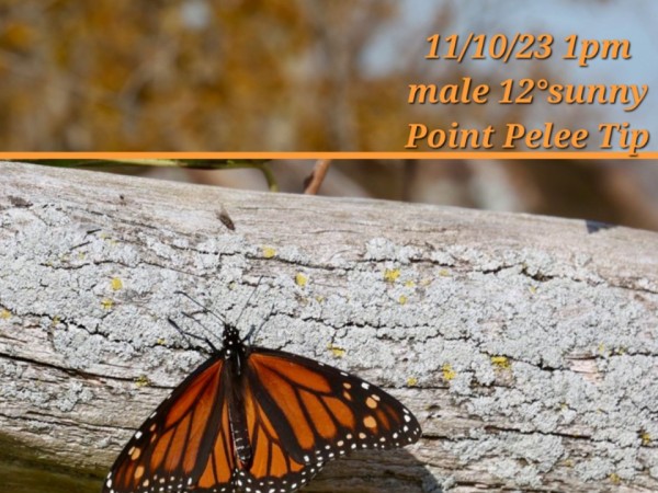 A monarch butterfly on a horizontal log. Text on the photo says "11/10/23 1pm, male 12 degrees sunny, Point Pelee Tip