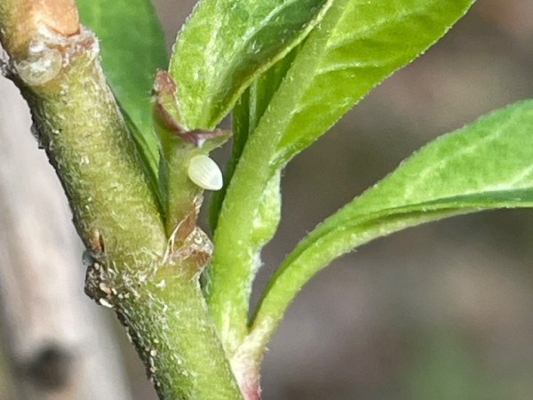 A monarch egg, on which you can see the ridges, on a green milkweed leaf, with a stem in the photo as well