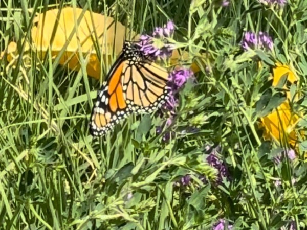 A monarch on a purple flower with yellow and green plants surrounding