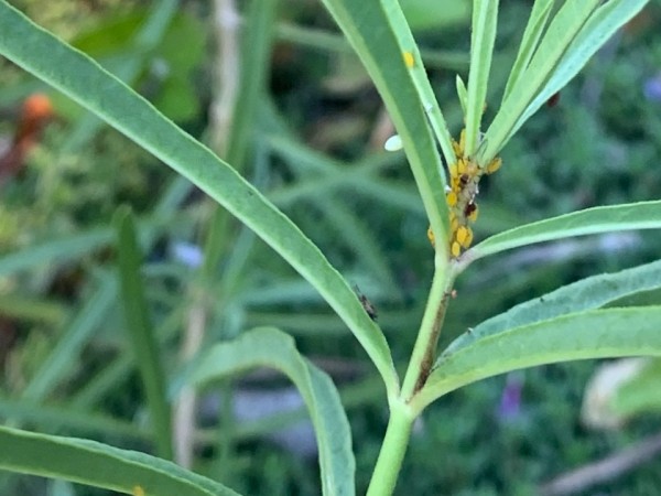 A monarch egg can be seen on the underside of a green plant