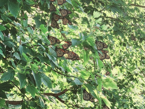 Numerous monarch butterflies in a green tree, with sunlight coming in