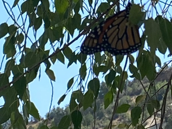 A monarch butterfly hanging from a tree