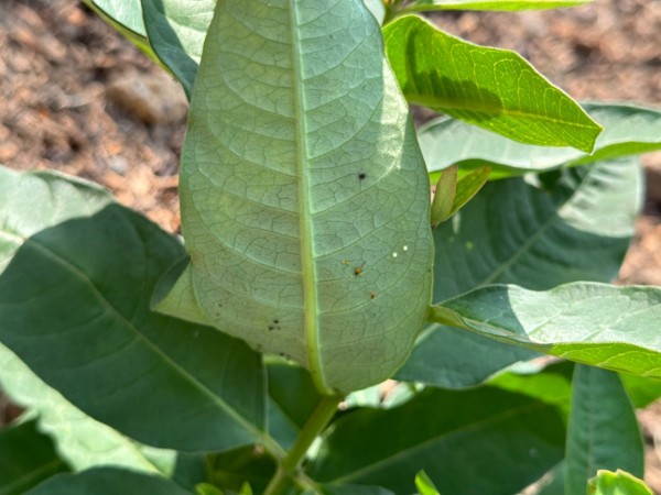 A monarch egg on the underside of an upturned leaf