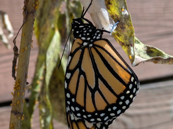 A monarch close-up, hanging below an empty chrysalis