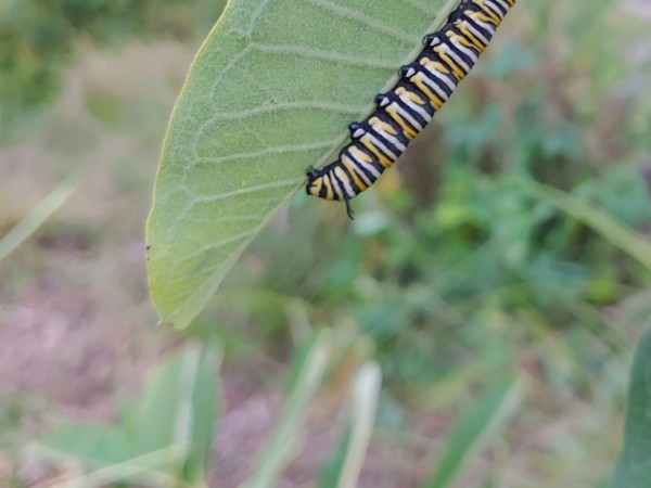 A monarch caterpillar on the underside of a green leaf