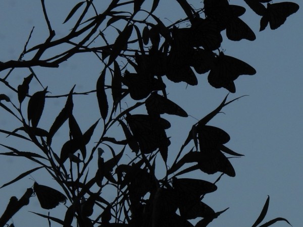 A dark, backlit photo of butterflies roosting in a tree