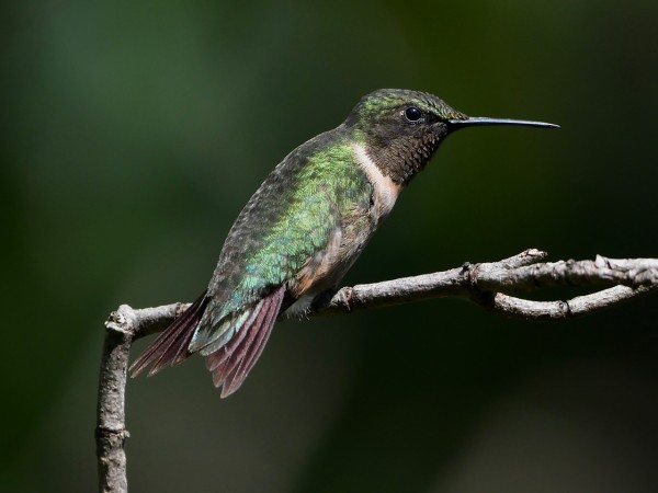 A hummingbird perching on a tree limb