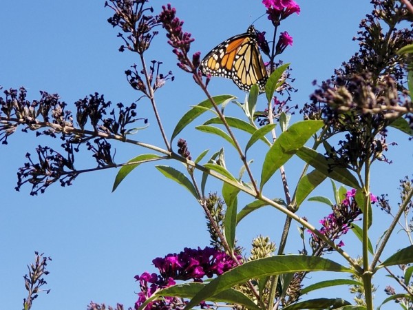 A photo from below shows a monarch on a pink-purple flower