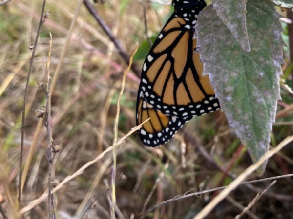 A monarch butterfly hangs onto a leaf on the right side of the screen. Background is mostly brown plants