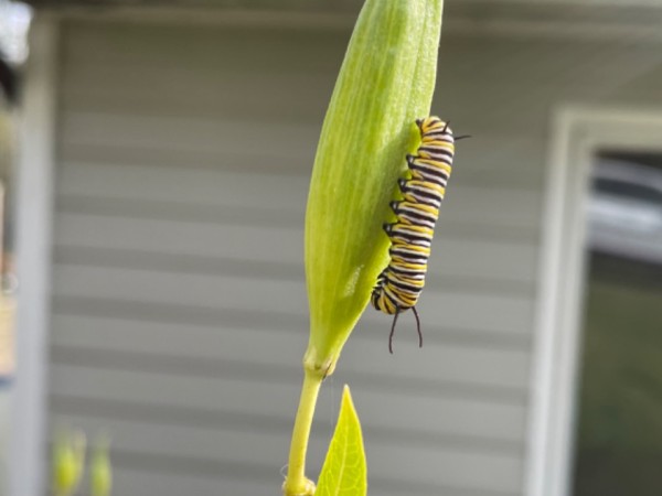 A vertical photo showing a monarch caterpillar on a leaf, with a house in the background