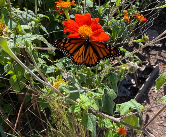 A female monarch butterfly on a red and orange flower with green leaves in the background