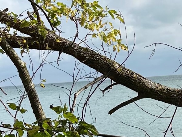 A monarch is in the background seen over blue water, behind a downed tree