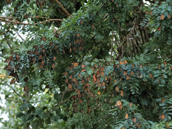 Numerous monarchs in a coniferous tree