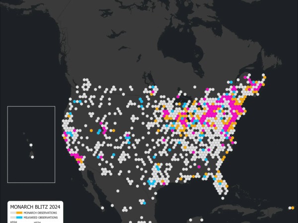 A map shows monarch and milkweed sightings from the 2024 Monarch Blitz