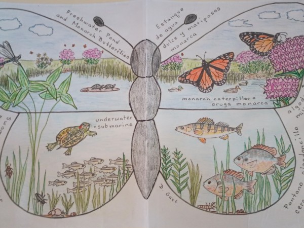 The outline of a butterfly filled in with pond drawings, including turtles, fish, monarch butterflies and other insects