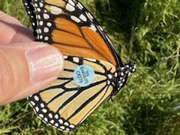 A tagged monarch butterfly held in someone's fingers