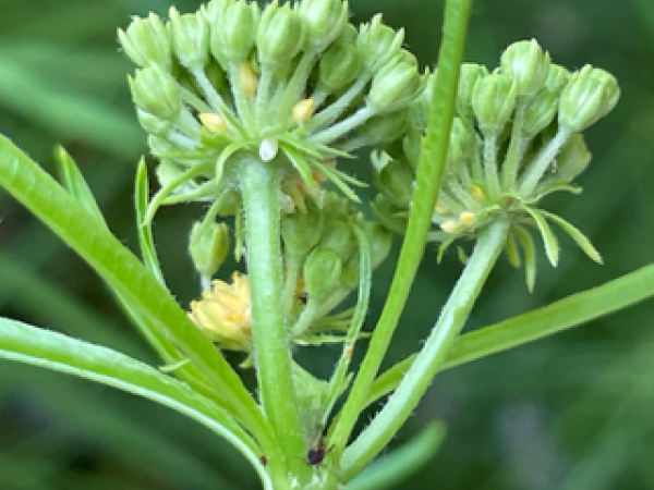 Monarch eggs on milkweed