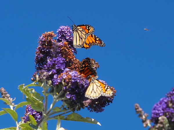 Monarchs photographed from below on purple flowers