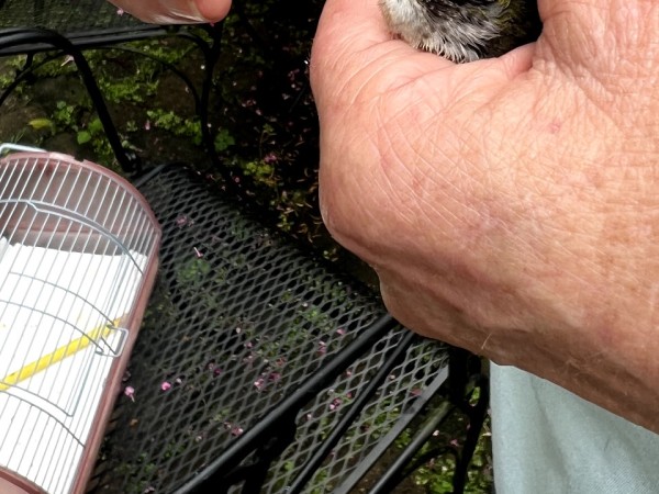 A hummingbird in a person's hand is fed through a syringe after an injury