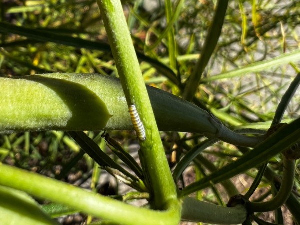 A monarch caterpillar on a vertical green stem