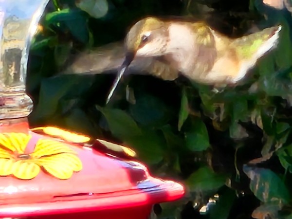 A hummingbird in the air in front of a feeder with yellow ports