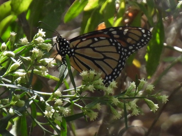 A monarch butterfly tucked back in a white and green plant