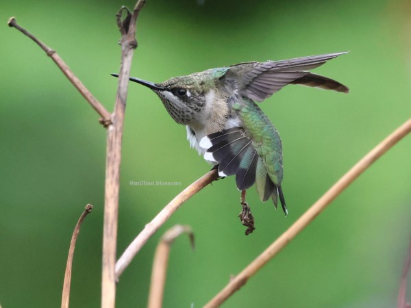 A hummingbird with fluffed out feathers sits near the fork of a branch