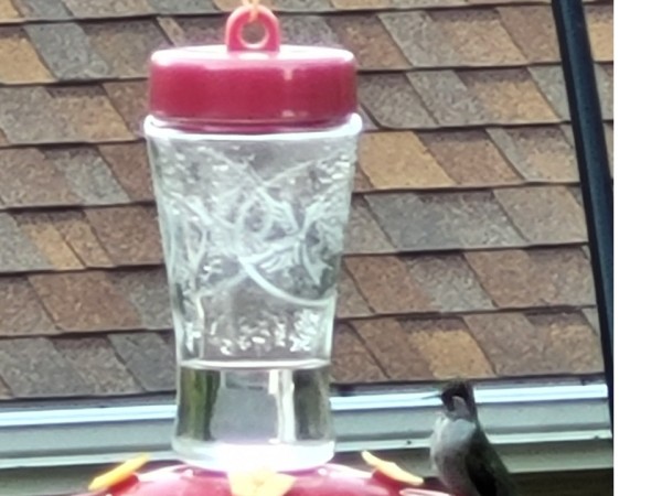 A hummingbird perches on a red feeder with clear liquid. A shingle roof is in the background