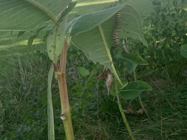 A caterpillar on the underside of a leaf with an open field in the background