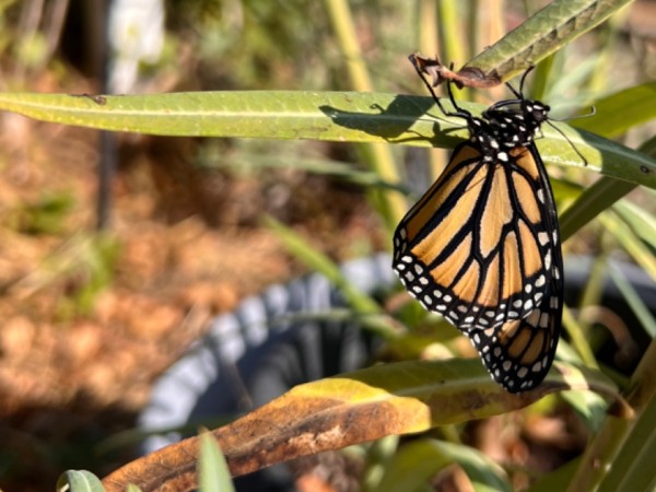 A monarch hangs upside down