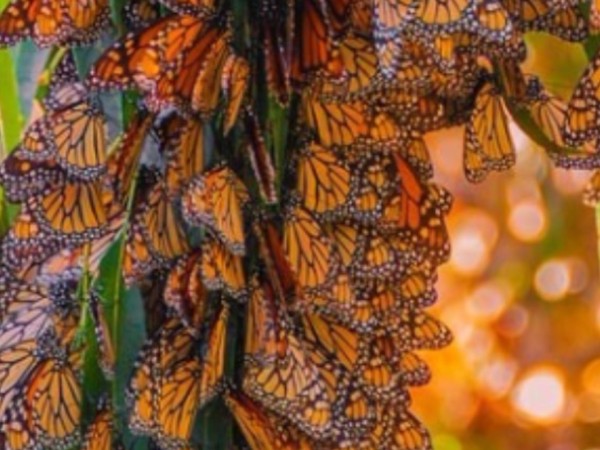 Monarchs clustering in a tight group