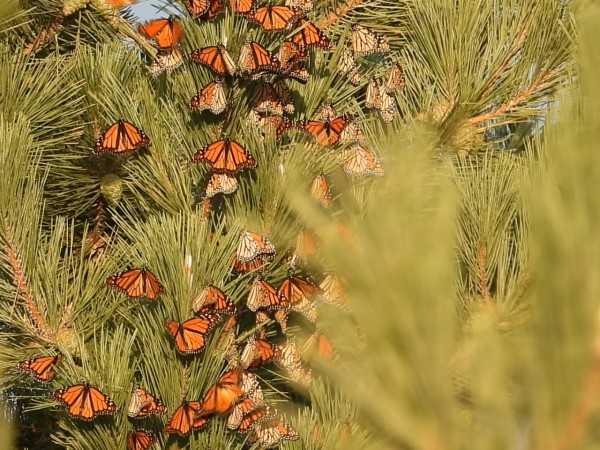 Monarchs in an evergreen tree, with a faded evergreen tree in the foreground