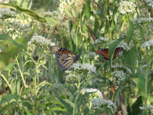 A monarch butterfly and a queen butterfly both feeding on white frostweed flowers