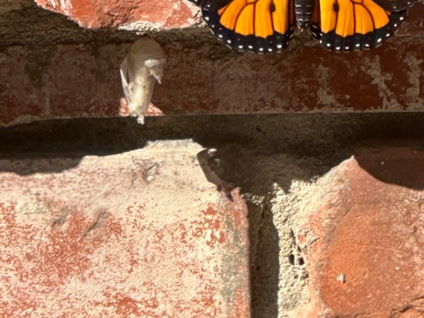 A monarch butterfly on a brick wall, just above a chrysalis from which it emerged