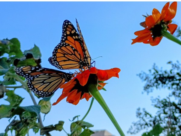 Two monarchs photographed from below on Mexican sunflower