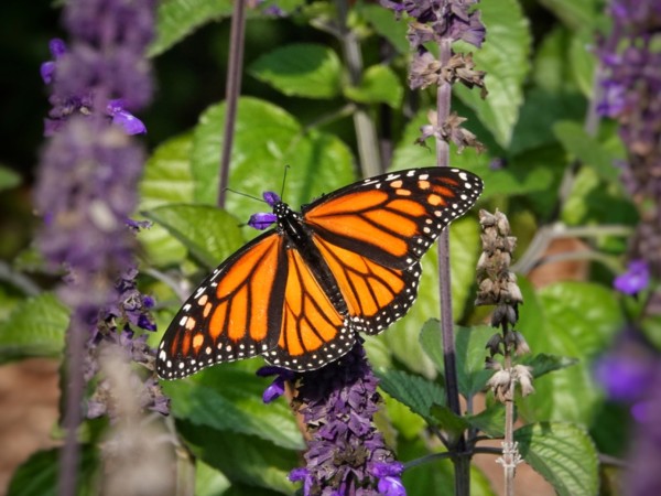 An open monarch butterfly, photographed from above, on a purple flower with green vegetation in the background