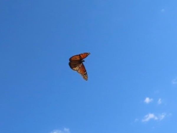 A monarch butterfly photographed from below against a blue sky