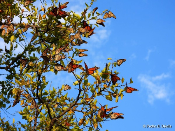 Monarchs gather in a tree, with a bright blue sky and sparse clouds behind