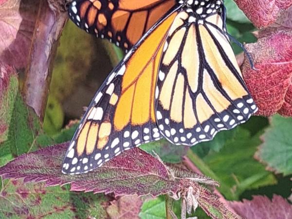 A monarch butterfly on a group of leaves, some red, some partially red and green