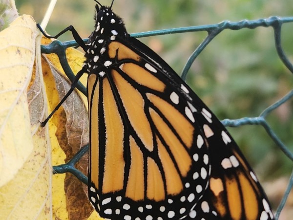 A monarch butterfly photographed up close with a green wire fence behind it