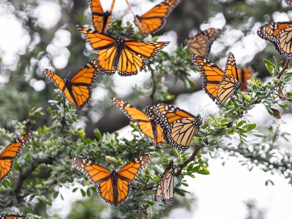 Orange monarch butterflies seen in a green tree, with a white background