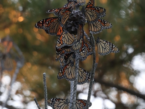 Monarchs on an evergreen tree