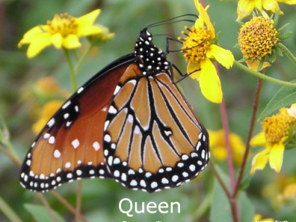 A folded queen butterfly on a yellow flower