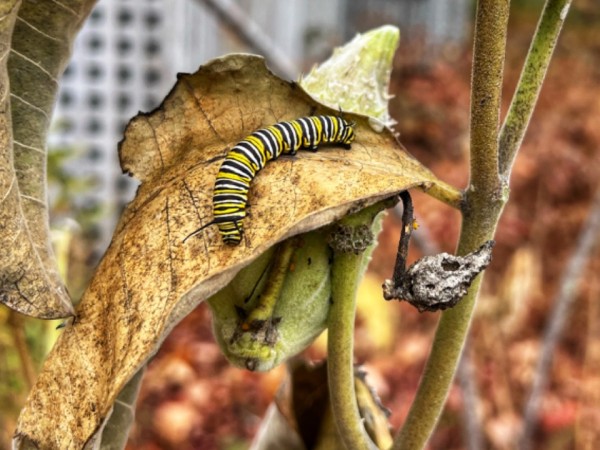 A monarch caterpillar on a brownish green milkweed leaf