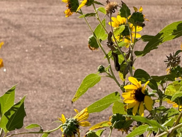 A monarch butterfly at the top of the photo, with pavement in the background and yellow sunflowers in the foreground